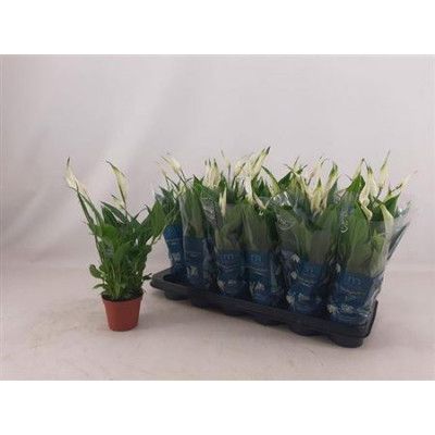 .Spath Chopin pot 9 30cm