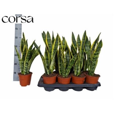 .Sansev Laurentii pot 14 50cm