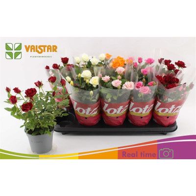 .Ro Lotz Of Gem 5 Kl pot 12...