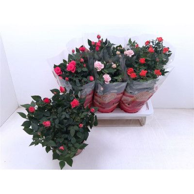 .Ro Fav Ro Gem 3 Srt pot 17...