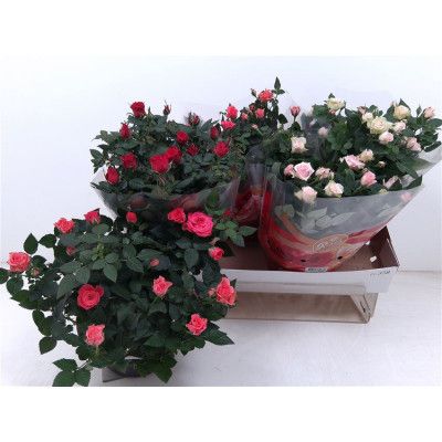 .Ro Fav Ro Gem 3 Srt pot 20...