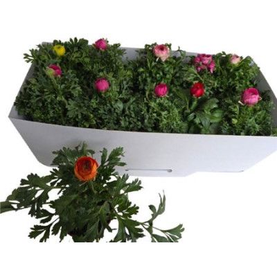 .Ranun Sprink Gem pot 10.5...