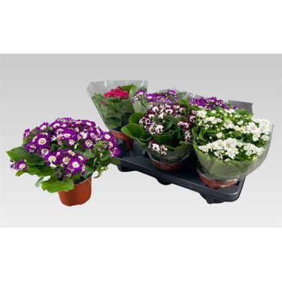 .Peri C Venez Gem pot 13 20cm