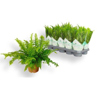 .Nephr Ex Green Momen pot...