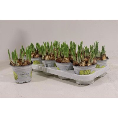 .Narc O Tete A Tete pot 12...