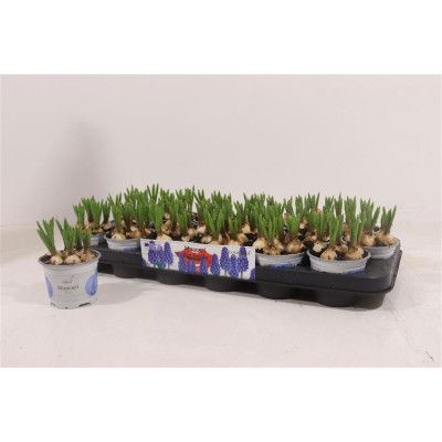 .Muscar Big Smile pot 9 14cm