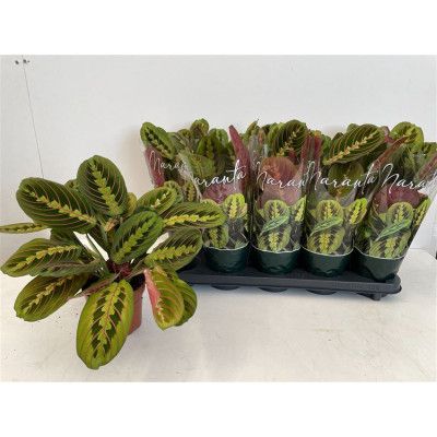 .Maranta Fascinator pot 12...