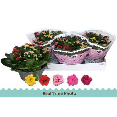 .Kal Ge Gem I Pot pot 23 27cm