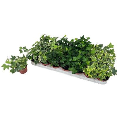 .Hed He Gem 3 Srt pot 8.5 7cm