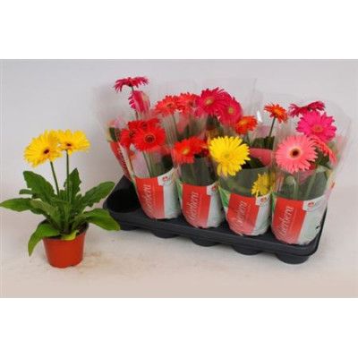 .Ger Colourgame Gem pot 12...