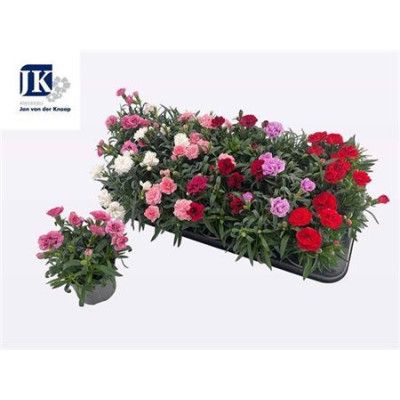 .Dian Gemengd pot 9 15cm