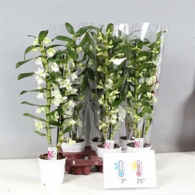 .Dendr N Sc Apollon pot 12...