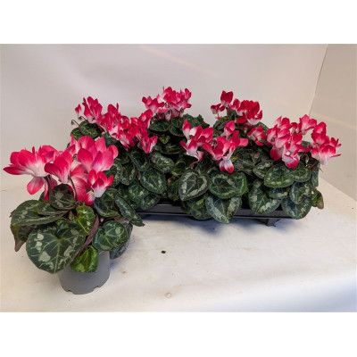 .Cycl Md Indiaka pot 12 20cm