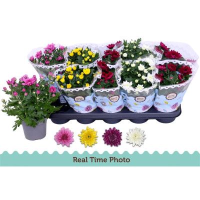 .Chrys Gevuldbl Gem pot 12...