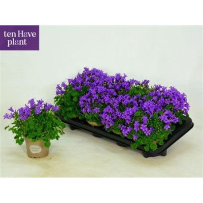 .Camp Por Porto pot 11 20cm