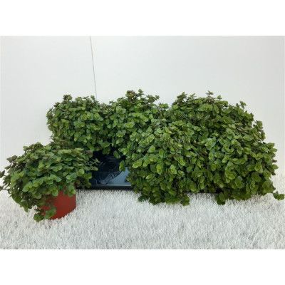 .Callisia Repens pot 12 15cm