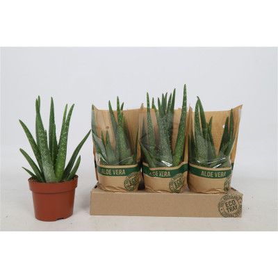 .Aloe Vera pot 12 35cm