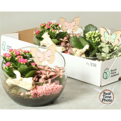 .Arr Kamerpl pot 20 22cm...