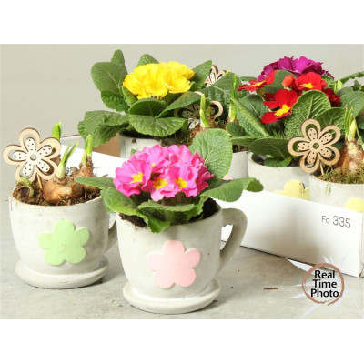 .Arr Kamerpl pot 12 20cm...