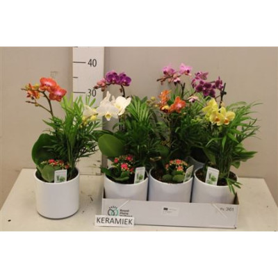 .Arr Kamerpl Bloei pot 14...