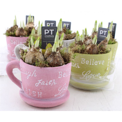 .Arr N Tete A Tete pot 14...