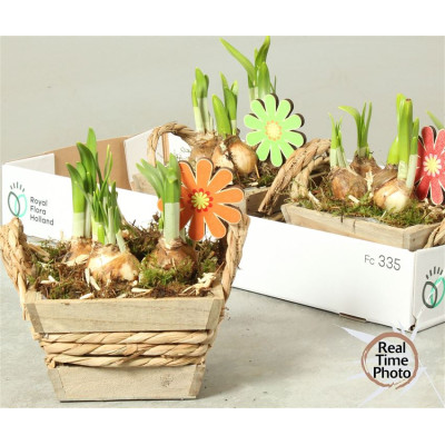 .Arr Narcissus pot 18 25cm...