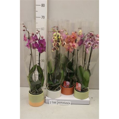 .Arr Phal Mt pot 12 65cm cera