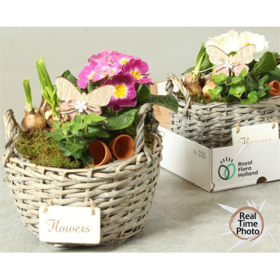 .Arr Tuinplanten pot 24...