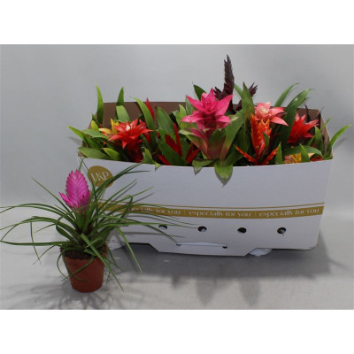 .Bromelia Gem pot 10.5 25cm