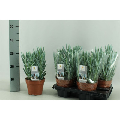 .Curio Fic Mt Everest pot...