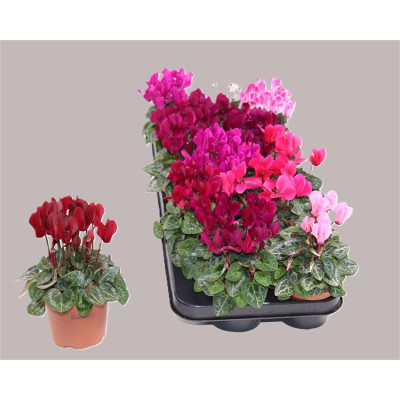 .Cycl Kl Sup Carino pot...