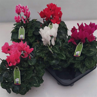 .Cycl Md Sup Macro pot 12 25cm