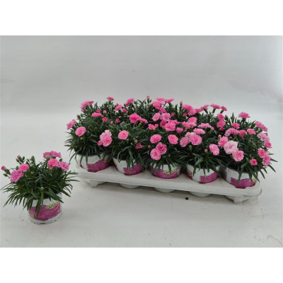 .Dian I Love U pot 12 20cm