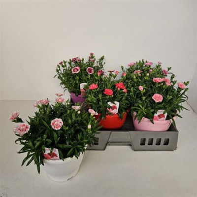 .Dian Osc Gem pot 19 30cm