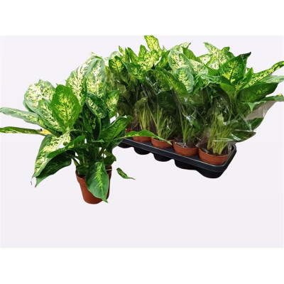 .Dieff Compacta pot 12 40cm