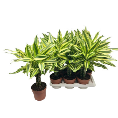 .Dra Frag Ov pot 17 65cm