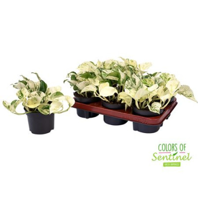 .Epipr Happy Leaf pot 12 20cm