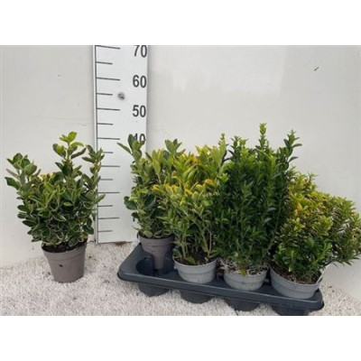 .Euonymus Jap Gem pot 13 30cm