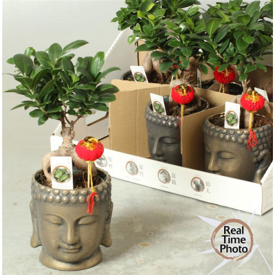 .Fic Mi Ginseng pot 15 35cm...