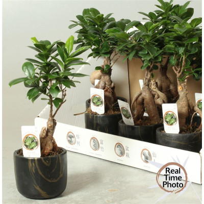 .Fic Mi Ginseng pot 10 30cm...