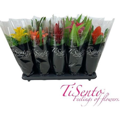 .Guzm Gem pot 12 45cm