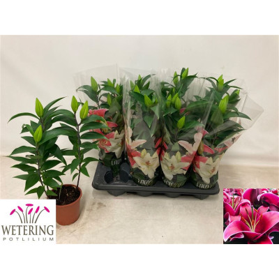 .Lil Or Sunny Keys pot 13...