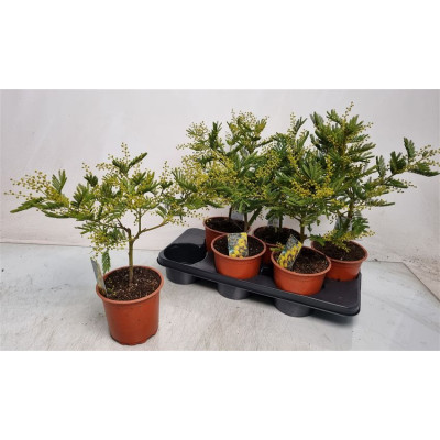 .Mimosa Pudica pot 15 45cm