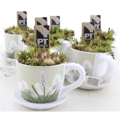 .Muscar White Magic pot 10...