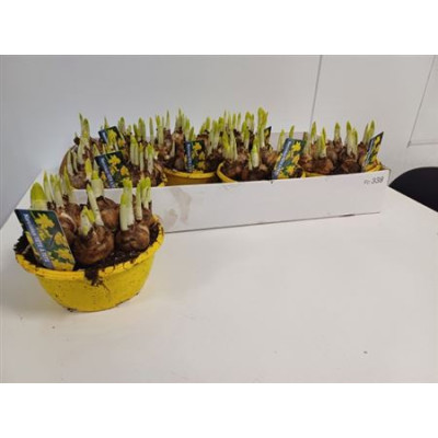 .Narc O Tete A Tete pot 16...