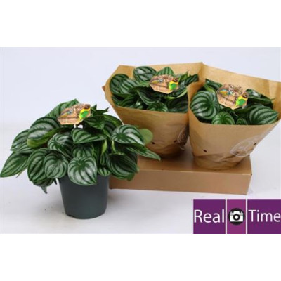 .Pep Argyreia pot 17 30cm