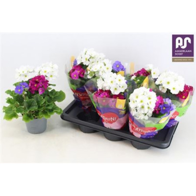 .Prim Ob Sweetkis Sen pot...