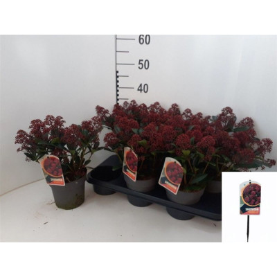 .Skim J Rubella pot 15 30cm