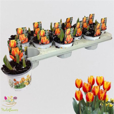 .Tul Flair pot 10.5 12cm