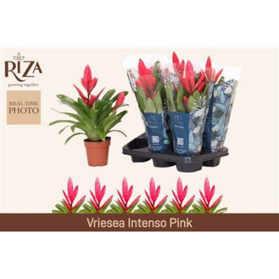 .Vries Intenso Pink pot 12...